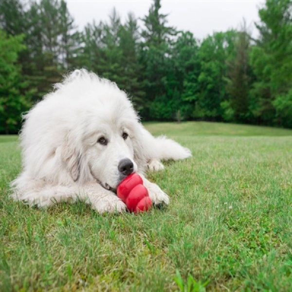 Kong classic rood