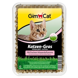 Gimcat kattengras