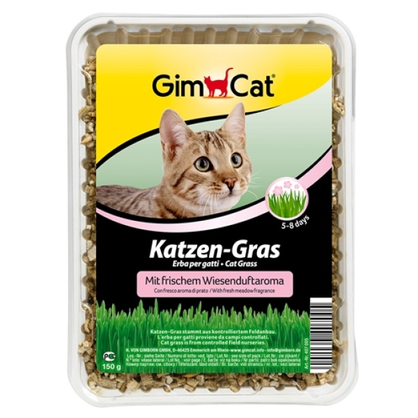 Gimcat kattengras