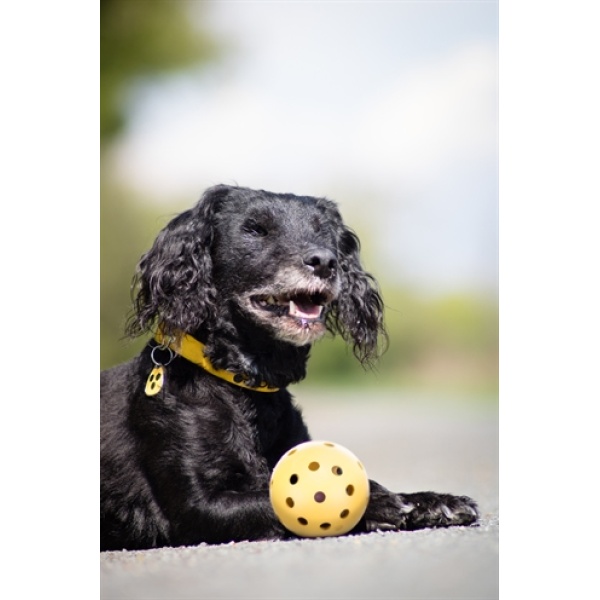 Trixie gatenbal natuurrubber met bel voor blinde of gehandicapte hond