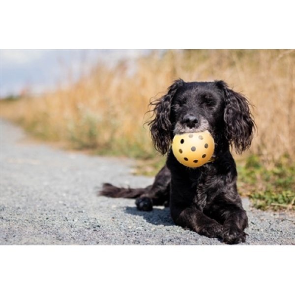 Trixie gatenbal natuurrubber met bel voor blinde of gehandicapte hond