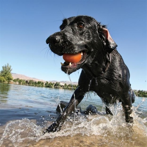 Kurgo skipping stones