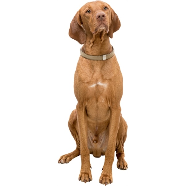 Trixie halsband hond be nordic leer zand beige